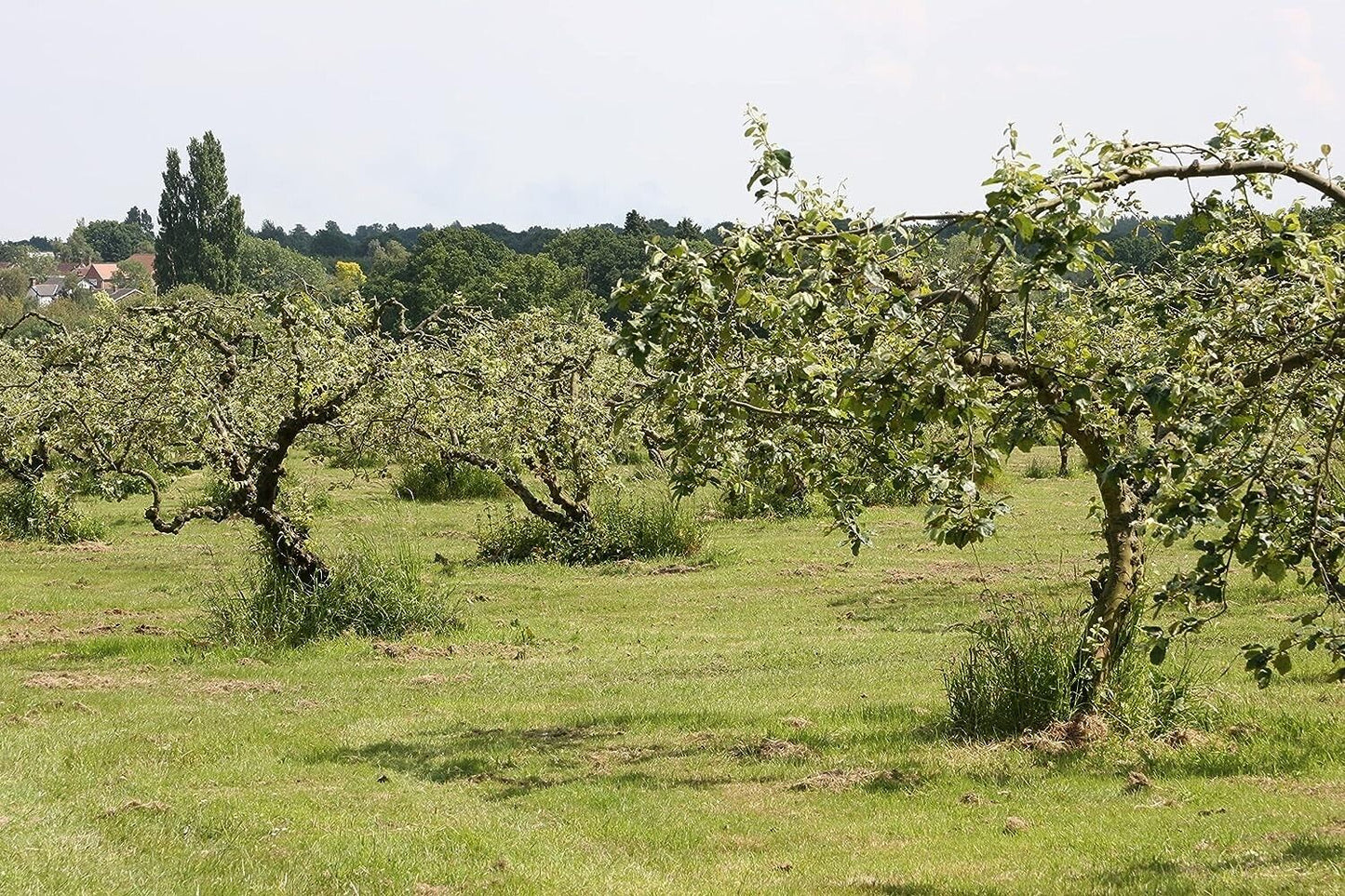 Thursday Cottage Passion Fruit Curd 310g of Heavenly Delight